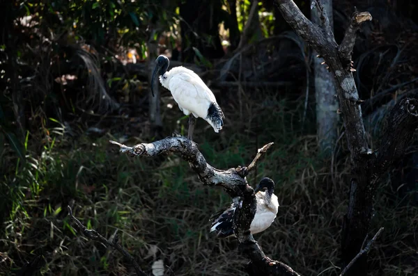 Dos Ibis Blancos Australianos Parados Una Rama Una Reserva Natural —  Fotos de Stock