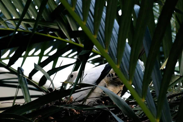 포식자로부터 떨어진 야자수 나무에 비둘기 — 스톡 사진