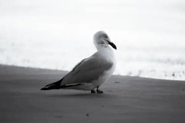 Black White Photograph Pensive Looking Australian Seagull Feet — Stock Photo, Image
