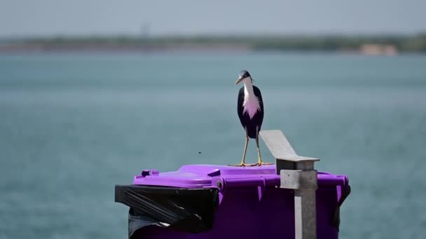 Pied Cormorant Prende Una Mosca Cestino Viola — Video Stock
