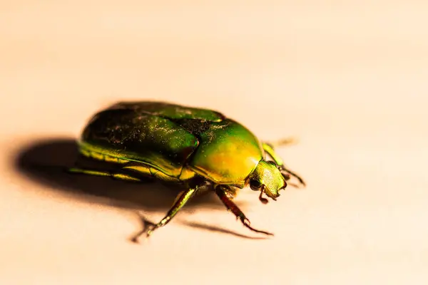 Ein Glänzend Grüner Und Gelber Metallisch Anmutender Australischer Weihnachtskäfer Mit — Stockfoto