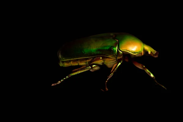 Uma Fotografia Close Vista Lateral Besouro Escaravelho Austrália Mostrando Suas — Fotografia de Stock