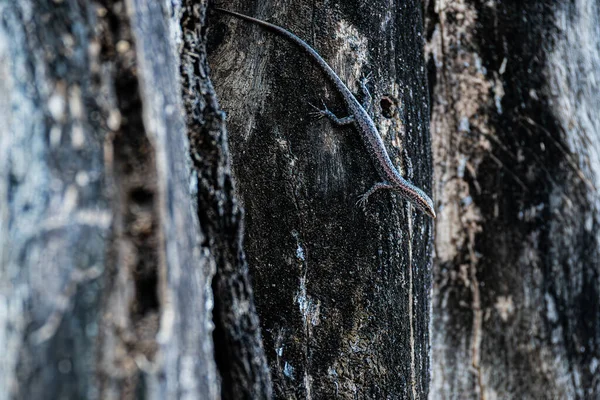 An Australian Skink lizard camouflaged on a tree, showing the adaptive outcomes of evolution, as it attempts to avoid predators.