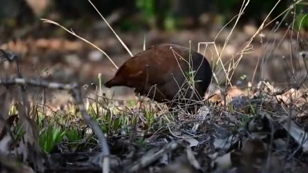 Австралійська Оранжева Пташка Скрабів Готується Лісовій Підлозі Насіння Фруктів Комах — стокове відео
