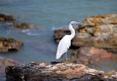 A white Great Egret perched high on a cliff edge in Darwin, Northern Australia, overlooking the ocean. clipart