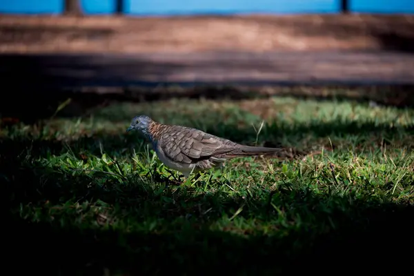 在澳大利亚北部的一棵树阴下 一只长着条头的鸽子穿过绿草 — 图库照片