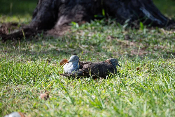 在温暖的阳光下 一对长着条头的鸽子在公园的草坪上共眠 — 图库照片