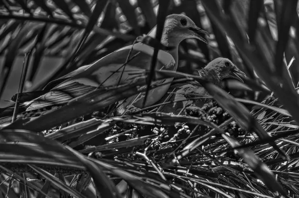 一只皇鸽坐在新生的鸽子旁边 在棕榈枝的阴影中躲避掠食者 — 图库照片