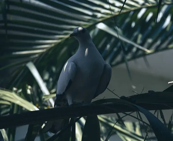 Beau Pigeon Impérial Blanc Est Assis Sur Une Branche Palmier — Photo
