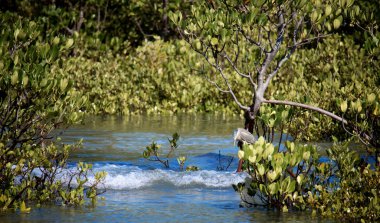 Pied Cormorant Gelen gelgit dalgasında mangrovlarda yiyecek arıyor.