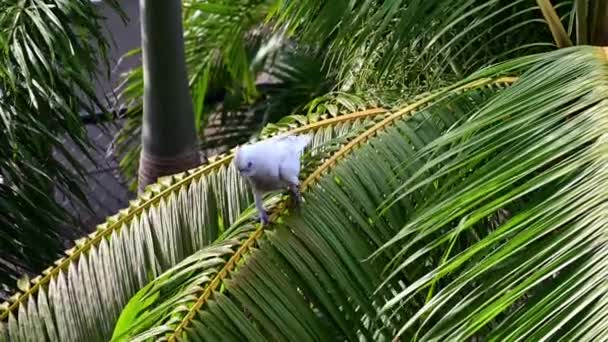 Ένα Λευκό Cockatoo Στέκεται Ένα Κλαδί Palm Tree — Αρχείο Βίντεο