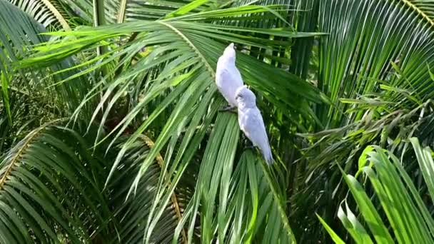 Palmiye Dalında Yan Yana Duran Iki Beyaz Papağan — Stok video