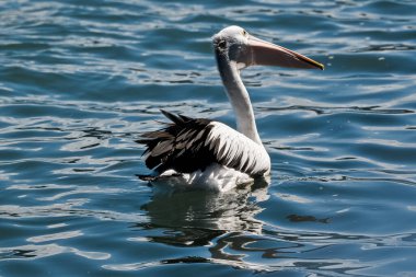 Black and white Australian Pelican wading ins shallow waters looking for food clipart