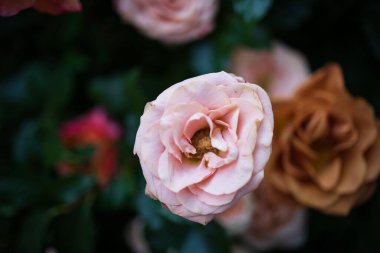 Parktaki güzel çiçekler. 