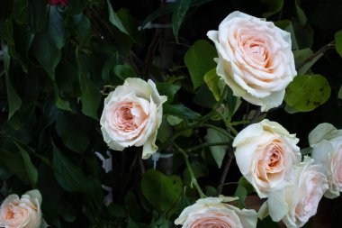 Koyu yeşil arka planda güzel beyaz çiçekler 