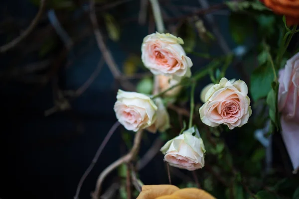 Bahçedeki Güller — Stok fotoğraf
