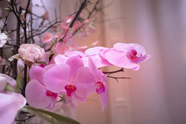Fleur Orchidée Dans Pot Sur Fond Blanc — Photo