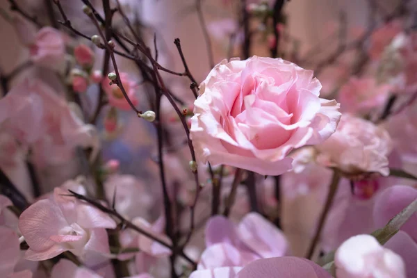 Vackra Blommor Suddig Bakgrund — Stockfoto