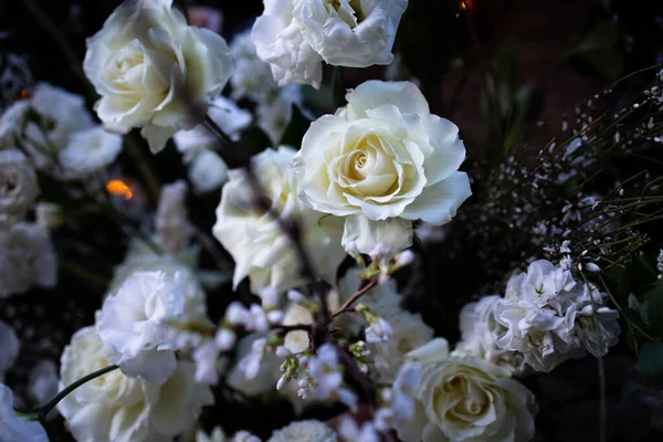 Białe Czarne Róże Ogrodzie — Zdjęcie stockowe