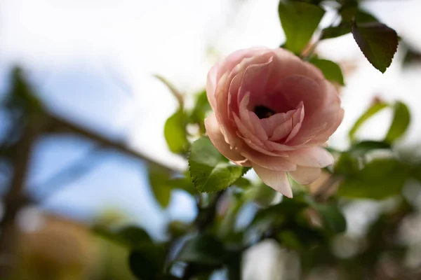 Bahçede güzel bir gül 