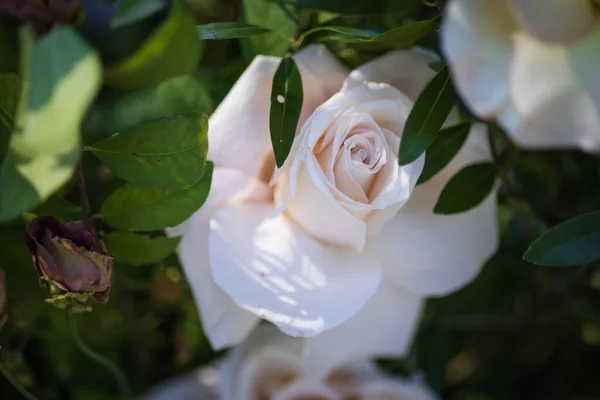 Białe Róże Kwiaty Krzakach — Zdjęcie stockowe