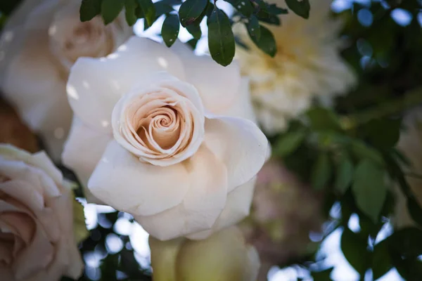 Kwiaty Ślubne Panna Młoda Pan Młody — Zdjęcie stockowe