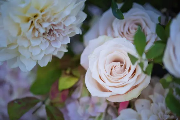 Bliska Widok Kwitnącej Białej Róży — Zdjęcie stockowe