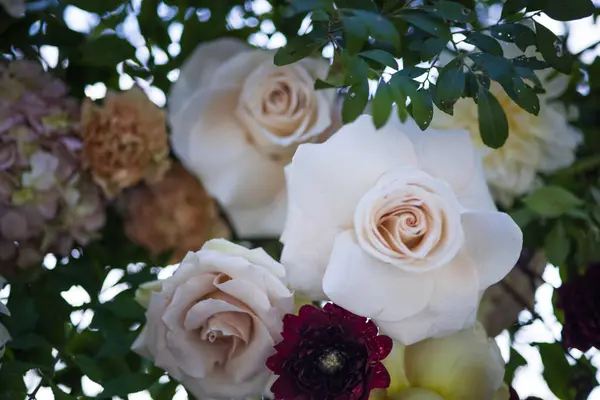 Piękne Białe Róże Zielonymi Liśćmi Kwiatami Ogrodzie — Zdjęcie stockowe