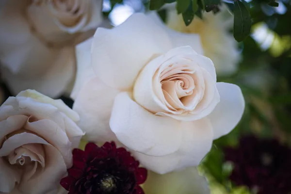 yakın - beyaz ve mor güller 