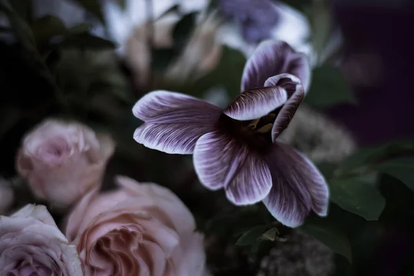 Красивые Цветы Растут Саду Флора — стоковое фото