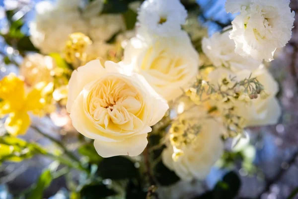Bahçenin arka planında sarı bir gül 