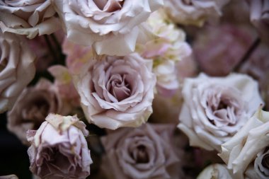 Bahçedeki güzel çiçekler 