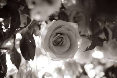 Gülün kapağını siyah ve beyaz olarak kapat 