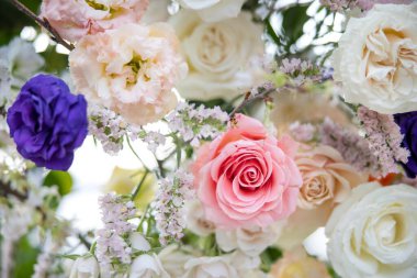 Bahçedeki güzel çiçekler 