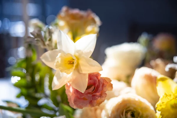 Beyaz arka planda beyaz ve pembe lalelerin kapanışı, bahar konsepti. 
