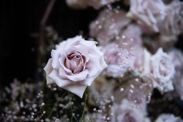 Bahçedeki güzel güller 