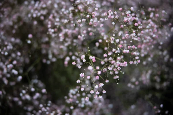 stock image beautiful flowers in the garden 