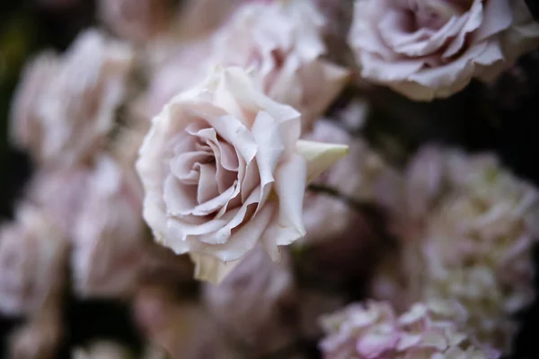 Близко Красивым Цветущим Розовым Цветам Концепция Природы Концепция Цветов — стоковое фото