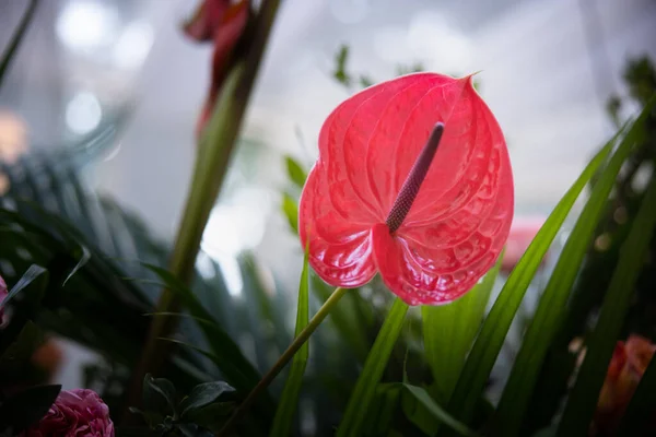 Bahçedeki kırmızı zambak çiçekleri. Vazodaki güzel çiçekler. Bahçedeki çiçek. bahar çiçeği 