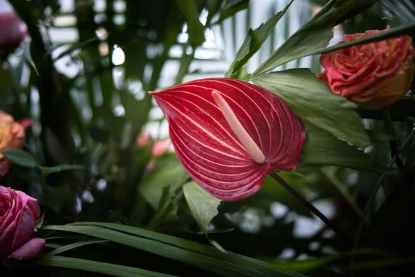 Primer Plano Hermoso Tulipán Rosa — Foto de Stock