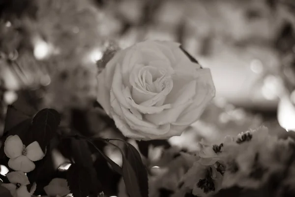 Czarno Białe Róże Ogrodzie — Zdjęcie stockowe