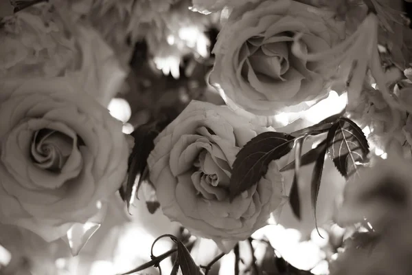 stock image white rose in the garden 