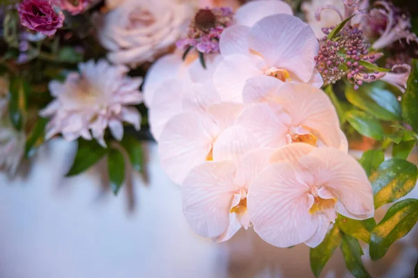 güzel beyaz orkide çiçek 