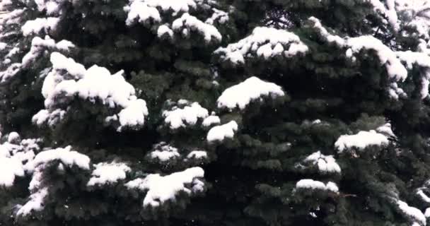 Snow Falling Pine Tree Birds Chirping Wiatr Szympansy Samochody Jadąc — Wideo stockowe