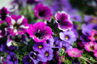 Çiçek Bahçesi Petunya Bokeh Makro Sahne Çiçekleri Çiçek Çiçek Düzenleme Çiçek Tasarımı Renkli Çiçek Çiçekli Çiçek Çiçek Çiçeği Bitkisi Botanik Bahçesi