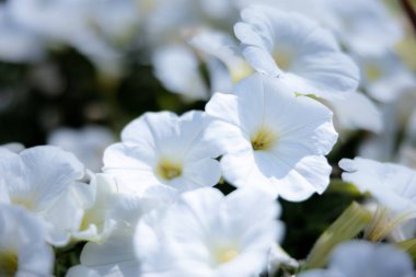 Çiçek Bahçesi Petunya Bokeh Makro Sahne Çiçekleri Çiçek Çiçek Düzenleme Çiçek Tasarımı Renkli Çiçek Çiçekli Çiçek Çiçek Çiçeği Bitkisi Botanik Bahçesi