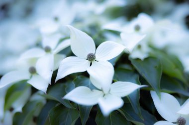 Çiçek Bahçesi Petunya Bokeh Makro Sahne Çiçekleri Çiçek Çiçek Düzenleme Çiçek Tasarımı Renkli Çiçek Çiçekli Çiçek Çiçek Çiçeği Bitkisi Botanik Bahçesi