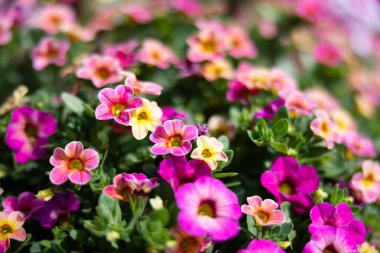 Çiçek Bahçesi Petunya Bokeh Makro Sahne Çiçekleri Çiçek Çiçek Düzenleme Çiçek Tasarımı Renkli Çiçek Çiçekli Çiçek Çiçek Çiçeği Bitkisi Botanik Bahçesi