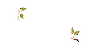 Video illustration of leaf 