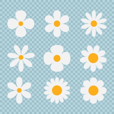 Set white daisy isolated, chamomile vector illustration clipart